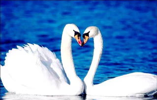 這才是新疆最美艷的地方 你肯定又去錯了地方